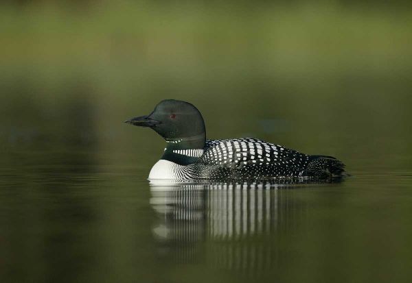 Canada, BC, Kamloops Portrait of common loon